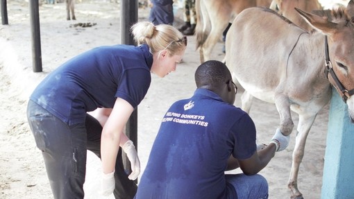 Two vets checking a donkeys leg