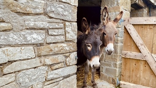 Two donkeys looking out from the entrance of a stone shelter