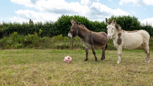 A brown donkey and a white donkey with brown spots stood in a field