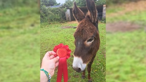 A hand holding out a red rosette award in front of a brown donkey