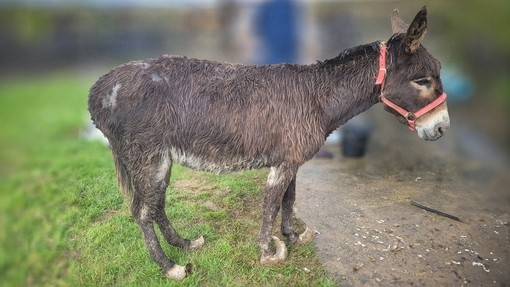 A brown donkey with severely overgrown hooves