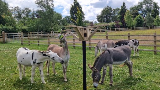 A group of donkeys grazing and playing with a whirligig in a paddock