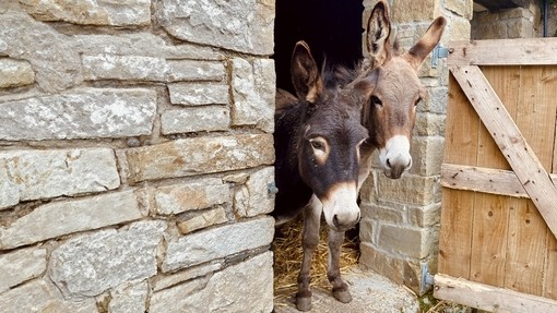 Two donkeys looking out from the entrance of a stone shelter