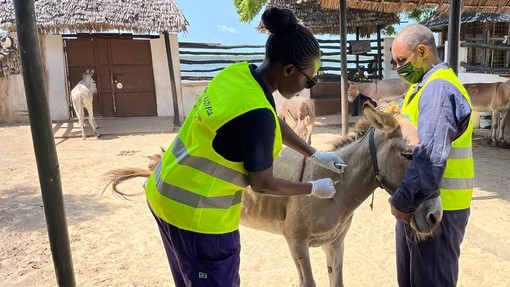 A man holding a donkeys face while a female vet injects the donkey with a rabies vaccination