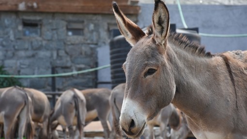 A donkey at a slaughterhouse in Kenya