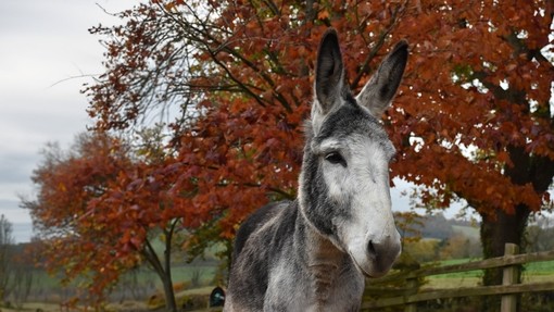 A grey and white donkey stood in front of a tree with orange leaves