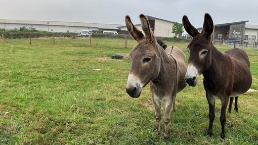 Two donkeys, one brown and one grey, stood in a field in front of a building