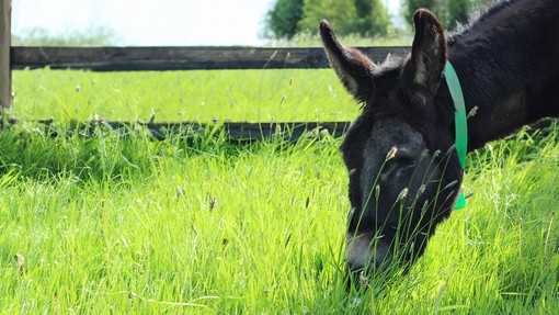 A close up of a dark brown donkey with one eye with its head down eating grass