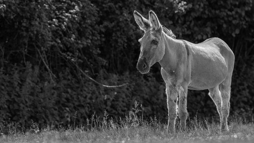 A black and white image of a donkey stood in front of a hedge in a field