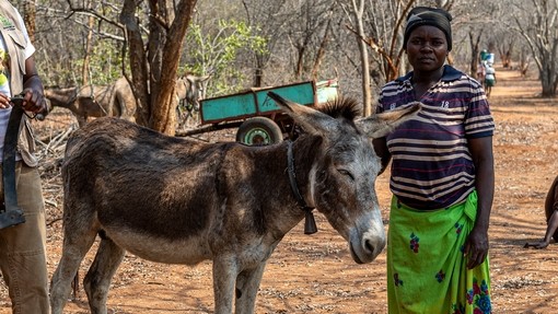 A brown donkey with a white face stood next to a women in a stiped t-shirt and green skirt.