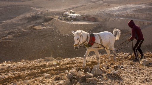 A white working mule on a rural path in Morocco