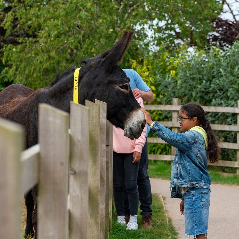 A young child petting the nose of a brown donkey