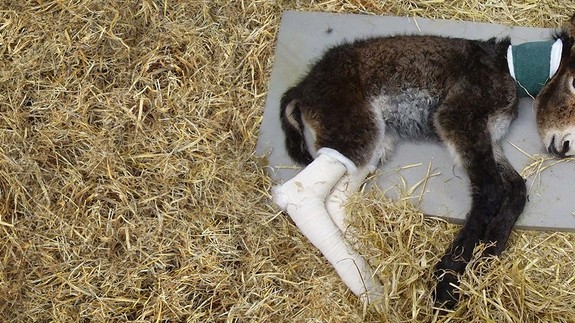 Adoption donkey Zena as a foal with bandaged leg.