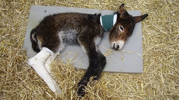 Adoption donkey Zena as a foal