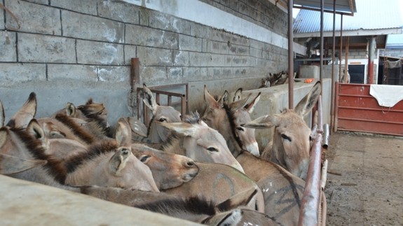 A group of donkeys tightly packed together at a slaughterhouse in Kenya