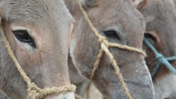 A close up of three donkeys wearing rope face harnesses