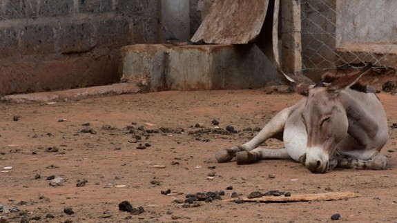 A single donkey lying down on the floor at a slaughterhouse in Kenya