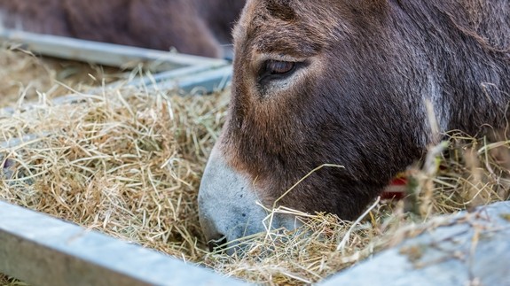 A brown donkey eating straw from feeder