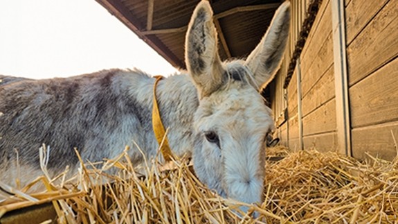 A grey donkey with a white face eating straw