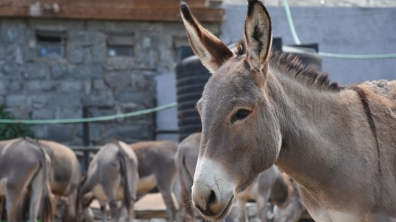 A donkey at a slaughterhouse in Kenya