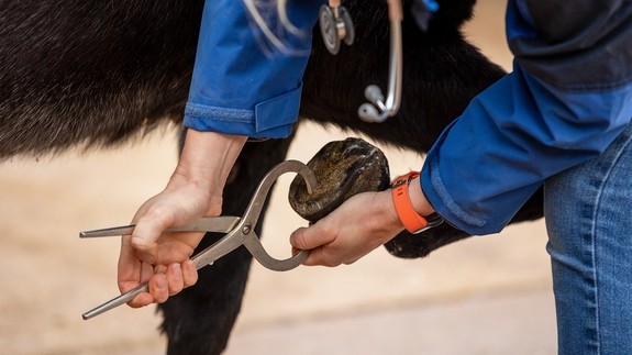 A farrier treating a donkeys hoof