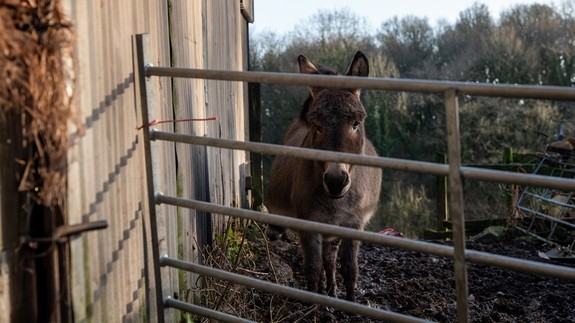 A neglected grey donkey stood behind a gate in thick mud