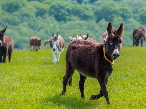 Marge with her friends in a field