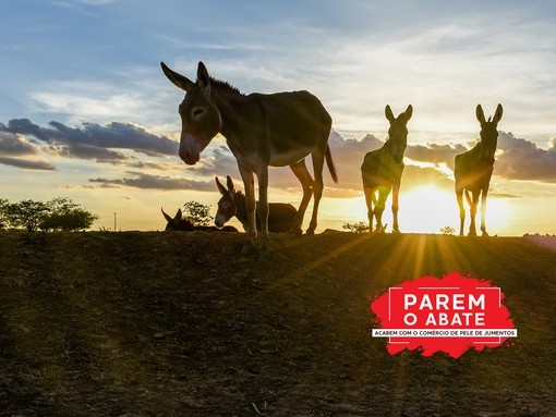 Four donkeys silhouetted against the setting sun