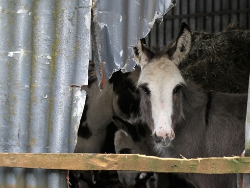 A grey donkey with a white face looking through a hole in its metal shelter