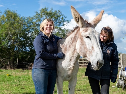 Two grooms stood either side of a large white and beige donkey