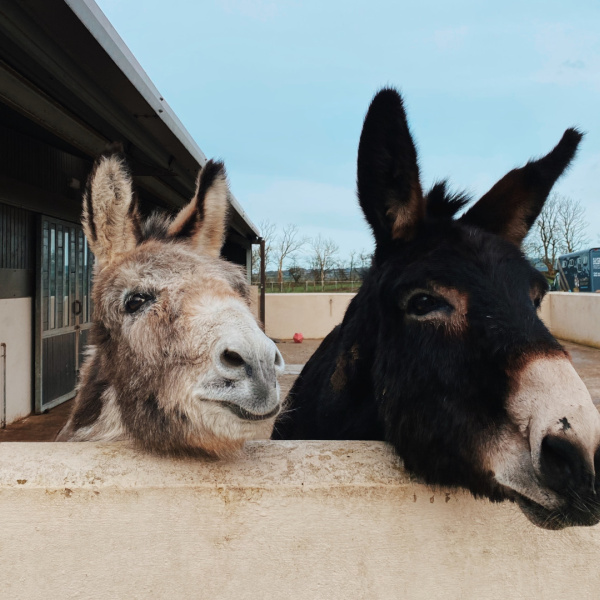 Benjy and Alfie peeking over a wall at The Donkey Sanctuary Belfast