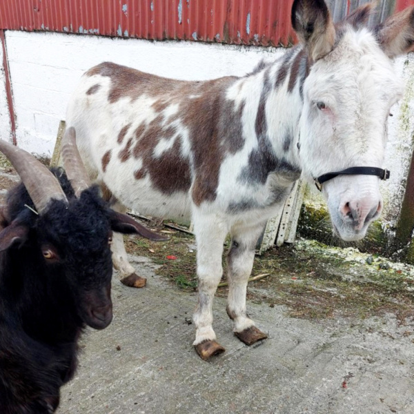 Rescued donkey and goat in Ireland
