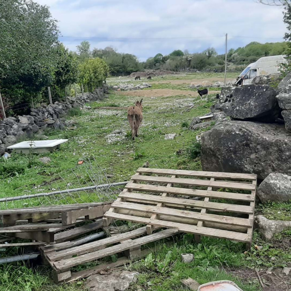 The donkey welfare crisis in Ireland