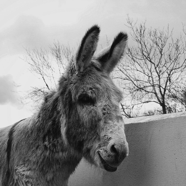 News | Remembering Benjy, our ‘little star’ | The Donkey Sanctuary
