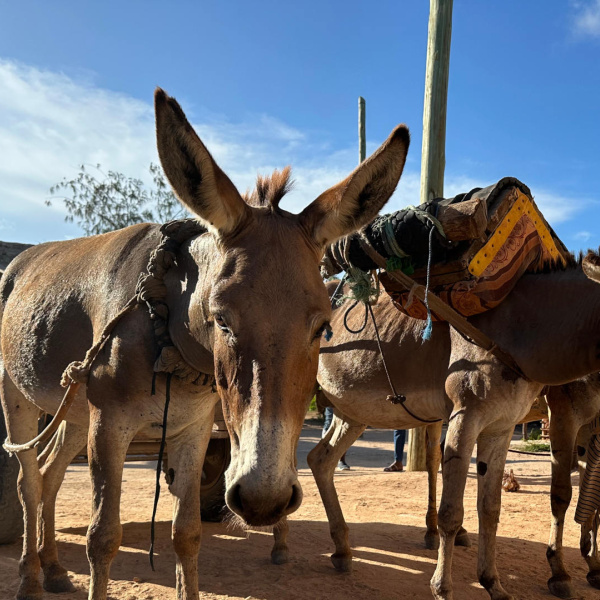 Donkeys in Kenya pulling a cart