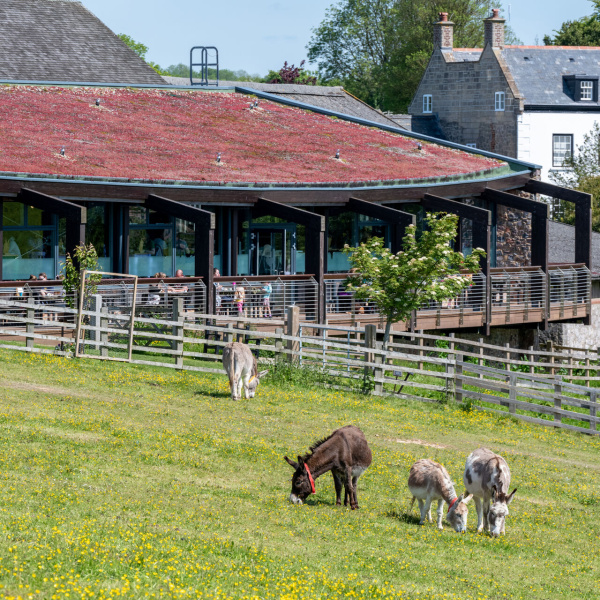 Donkeys in front of The Kitchen