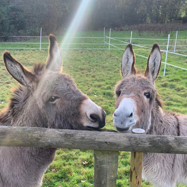 Teddy and Charles looking over a fence