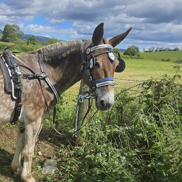 Malcolm the mule at Appleby fair