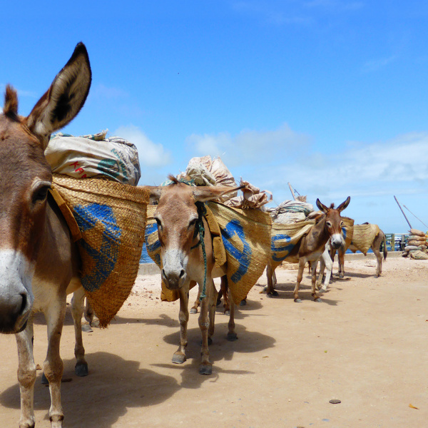 Working donkeys in Lamu