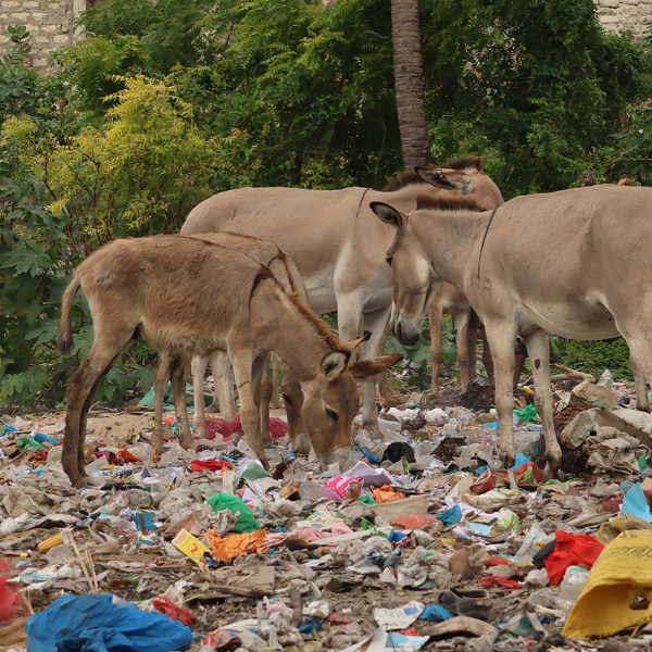Donkeys foraging in rubbish