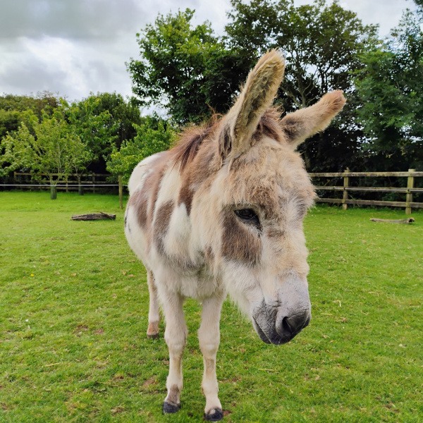 Dan the donkey stood in his outdoor paddock