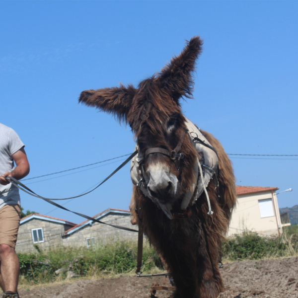 Joao Rodrigues working with a Poitou donkey wearing a harness