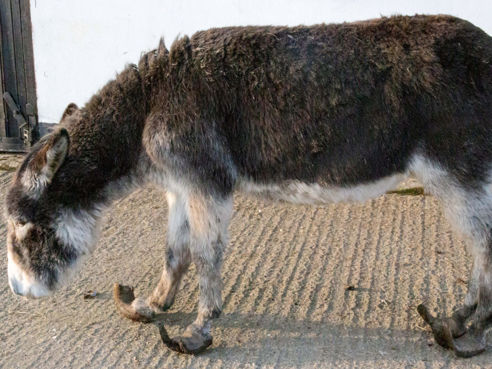 ISPCA grey donkey with overgrown hooves