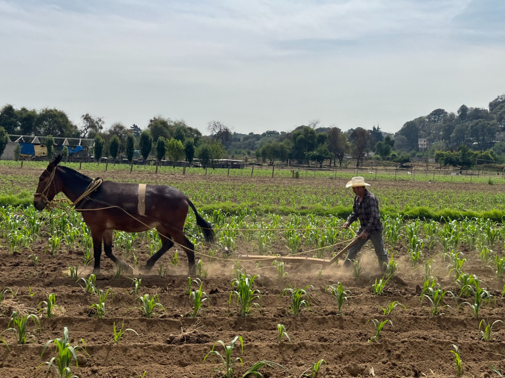 Working donkey in a field, mexico.