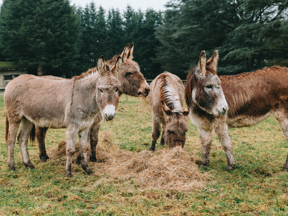 Four rescued donkeys standing in a field eating hay