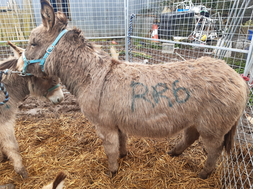 Rescue donkey Charles living in dangerous conditions