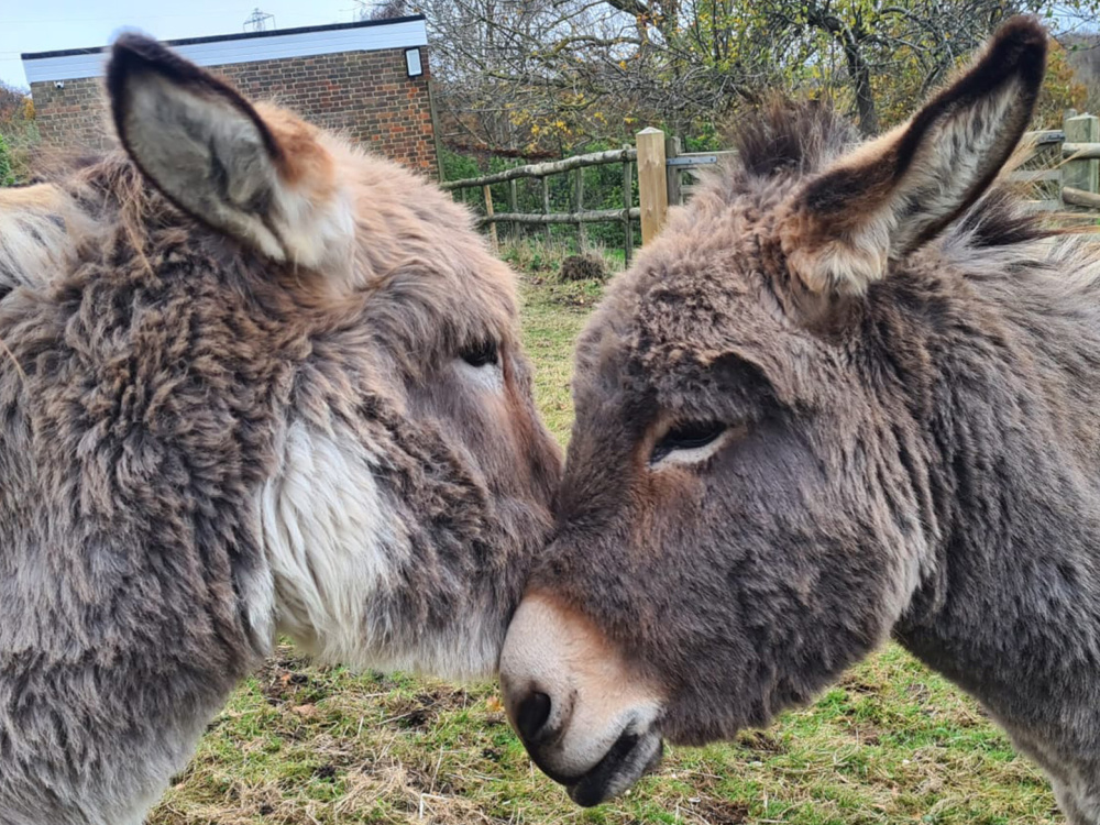 Teddy and Charles nuzzling eachother