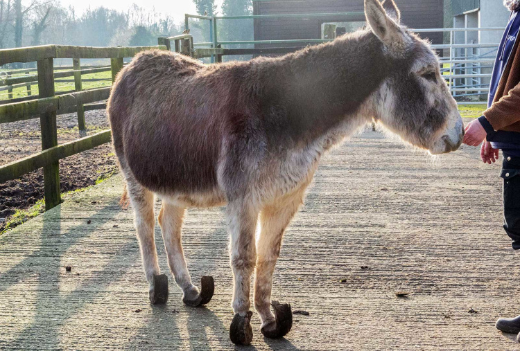 ISPCA grey donkey with painful hooves