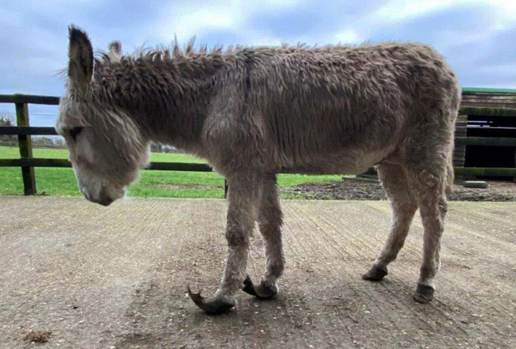 Sad ISCPA donkey with overgrown hooves
