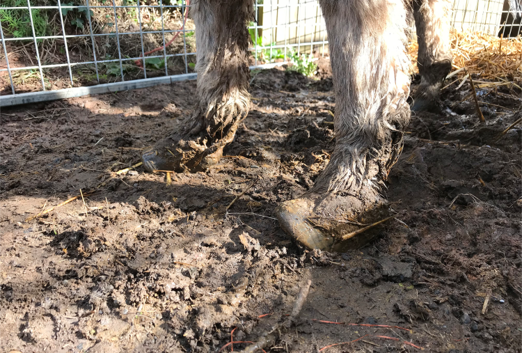 Rescued donkey with long twisted hooves